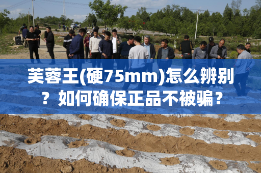 芙蓉王(硬75mm)怎么辨别？如何确保正品不被骗？